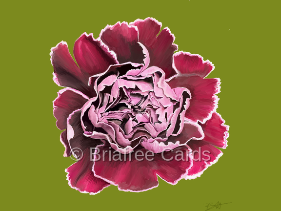 Carnation on Green