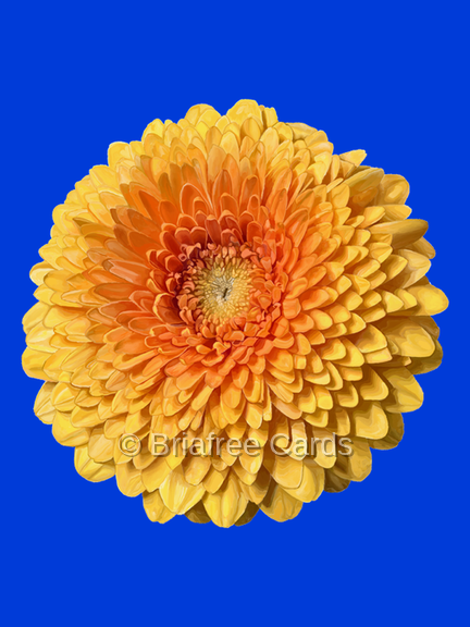 Daisy on Blue