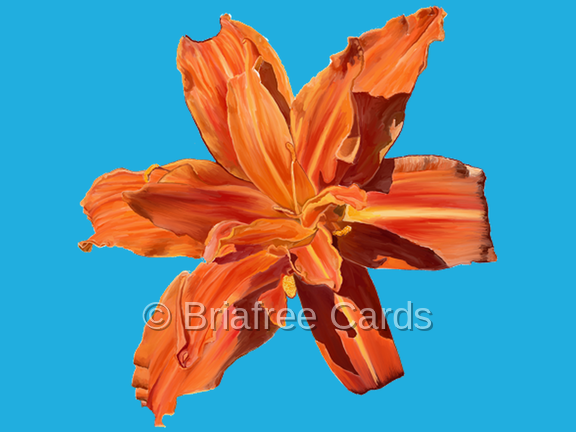 Orange Day Lily on Teal