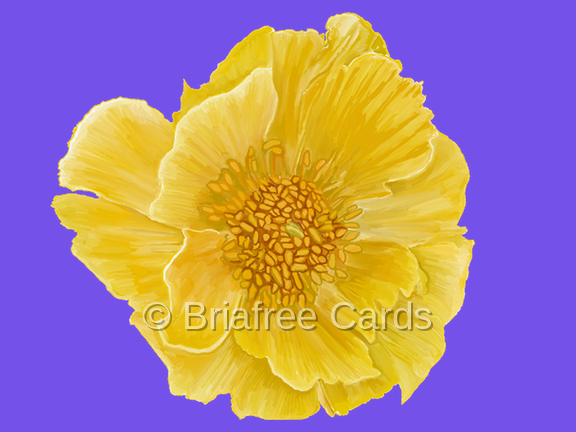 Yellow Peony on Purple
