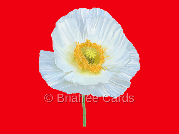 Alpine Poppy on Red